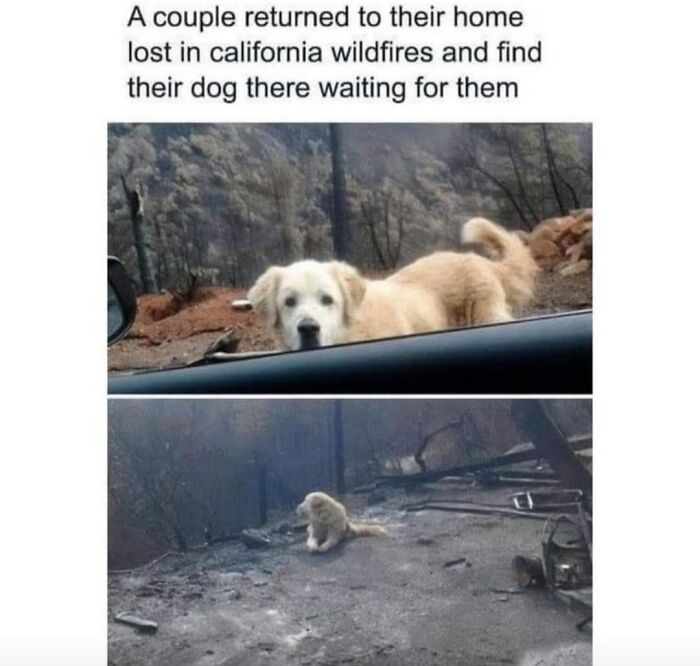 Let's Dive Into 62 Dog Memes That Prove Dogs Are The Ultimate Comedy Stars