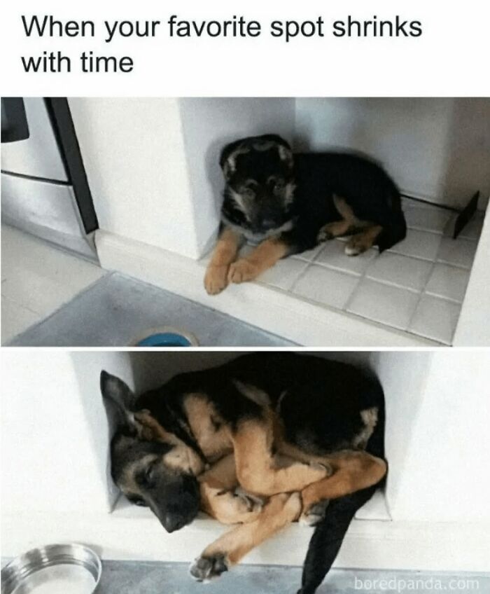 Let's Dive Into 62 Dog Memes That Prove Dogs Are The Ultimate Comedy Stars