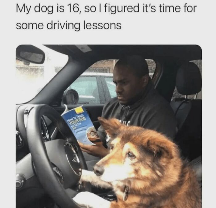 Let's Dive Into 62 Dog Memes That Prove Dogs Are The Ultimate Comedy Stars