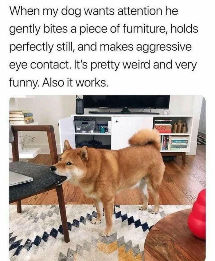 Let's Dive Into 62 Dog Memes That Prove Dogs Are The Ultimate Comedy Stars