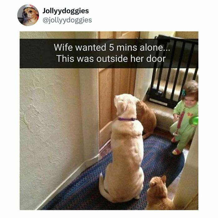 Let's Dive Into 62 Dog Memes That Prove Dogs Are The Ultimate Comedy Stars