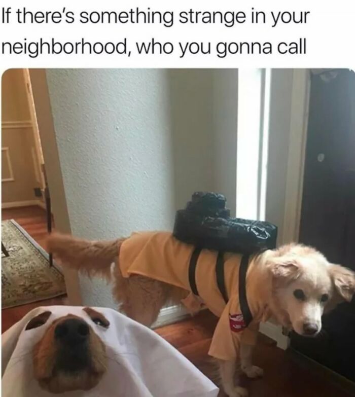 Let's Dive Into 62 Dog Memes That Prove Dogs Are The Ultimate Comedy Stars