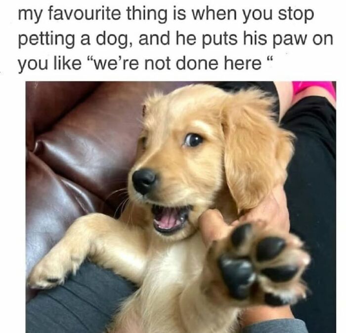 Let's Dive Into 62 Dog Memes That Prove Dogs Are The Ultimate Comedy Stars