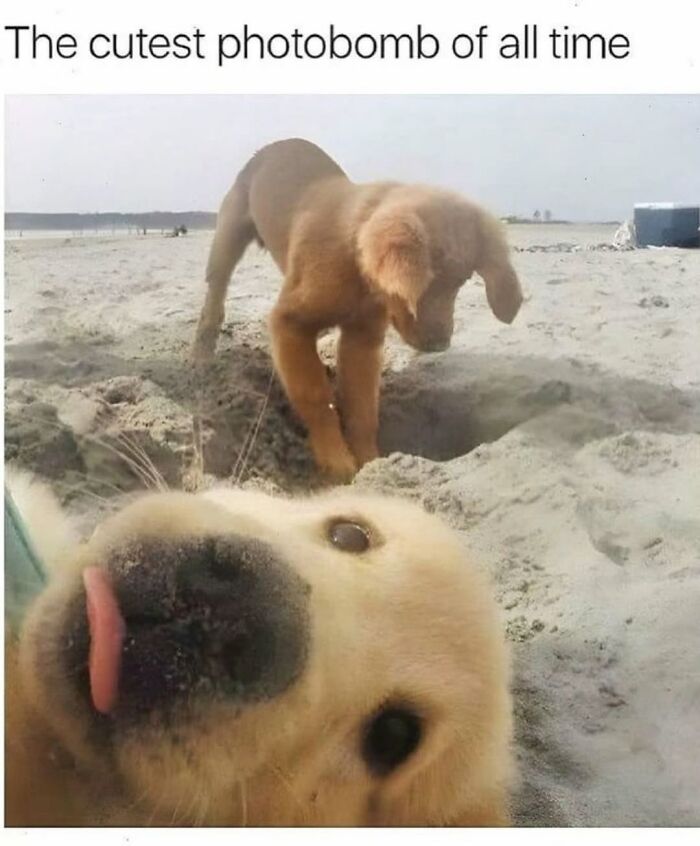 Let's Dive Into 62 Dog Memes That Prove Dogs Are The Ultimate Comedy Stars