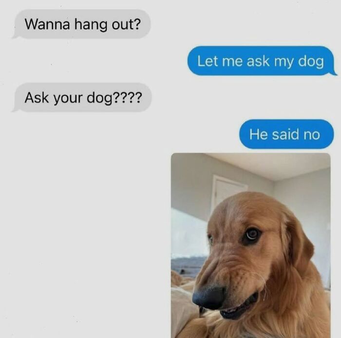 Let's Dive Into 62 Dog Memes That Prove Dogs Are The Ultimate Comedy Stars