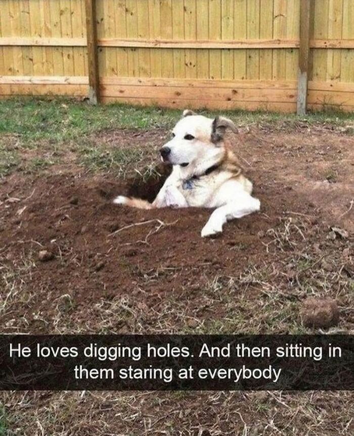 Let's Dive Into 62 Dog Memes That Prove Dogs Are The Ultimate Comedy Stars
