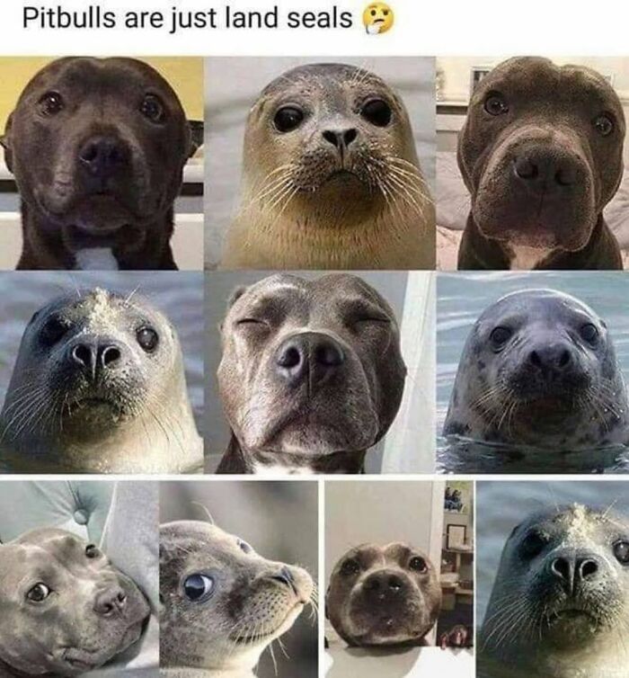 Let's Dive Into 62 Dog Memes That Prove Dogs Are The Ultimate Comedy Stars