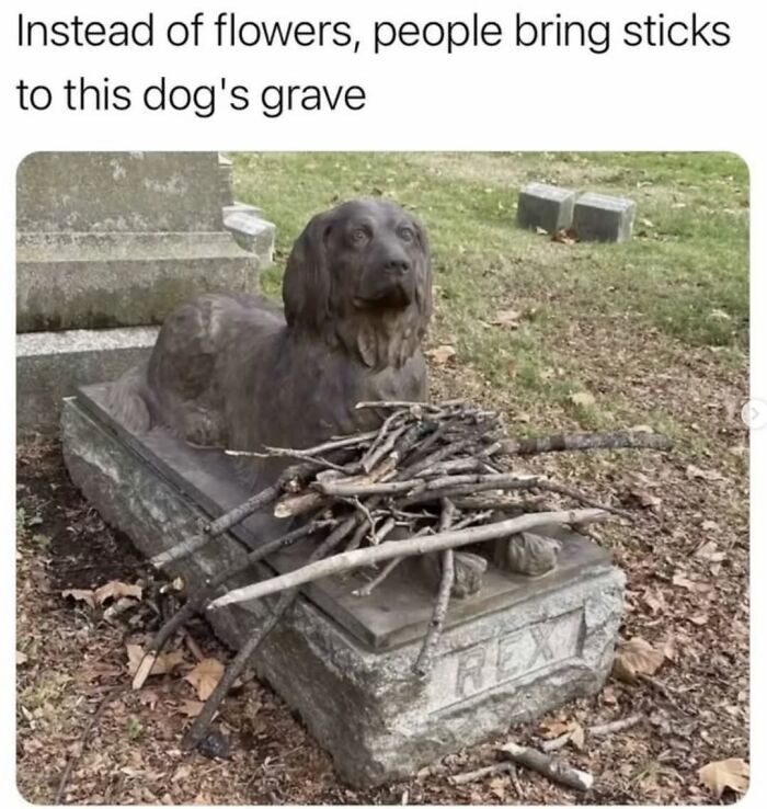 Let's Dive Into 62 Dog Memes That Prove Dogs Are The Ultimate Comedy Stars