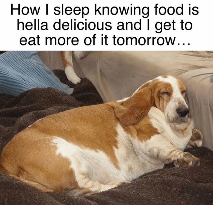 Let's Dive Into 62 Dog Memes That Prove Dogs Are The Ultimate Comedy Stars