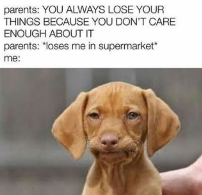 Let's Dive Into 62 Dog Memes That Prove Dogs Are The Ultimate Comedy Stars
