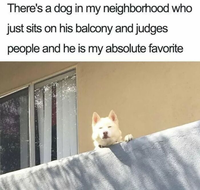 Let's Dive Into 62 Dog Memes That Prove Dogs Are The Ultimate Comedy Stars