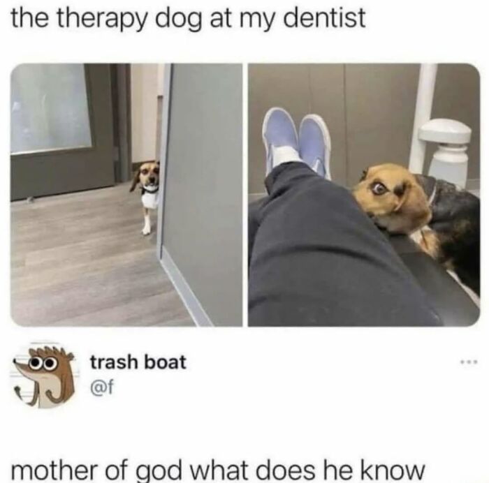 Let's Dive Into 62 Dog Memes That Prove Dogs Are The Ultimate Comedy Stars