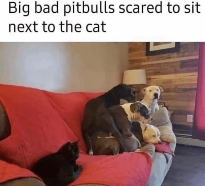 Let's Dive Into 62 Dog Memes That Prove Dogs Are The Ultimate Comedy Stars