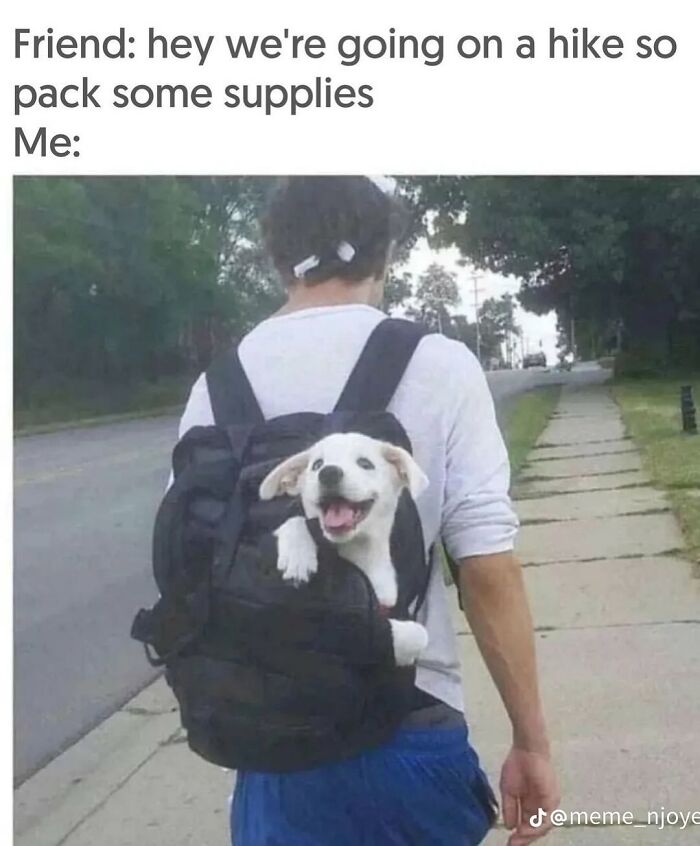Let's Dive Into 62 Dog Memes That Prove Dogs Are The Ultimate Comedy Stars