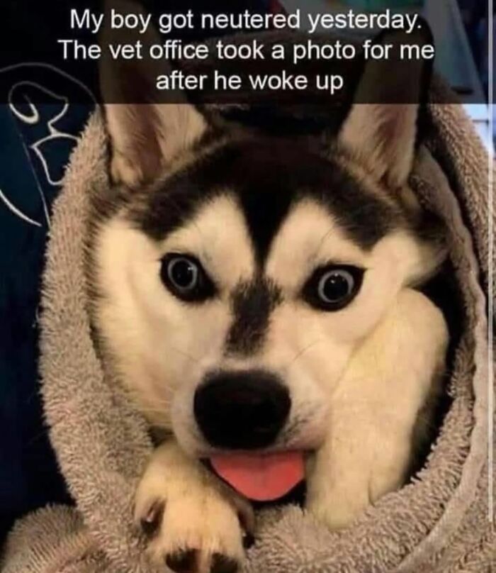 Let's Dive Into 62 Dog Memes That Prove Dogs Are The Ultimate Comedy Stars