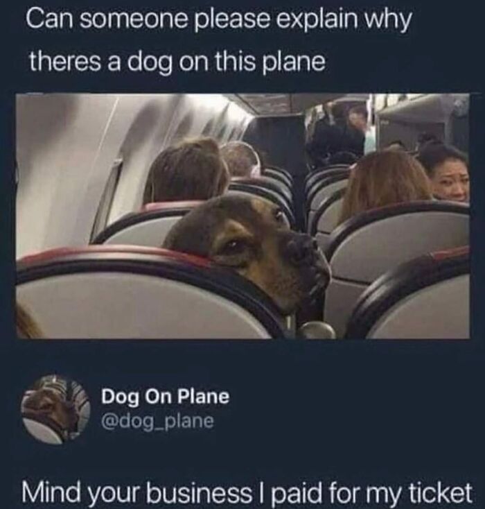 Let's Dive Into 62 Dog Memes That Prove Dogs Are The Ultimate Comedy Stars