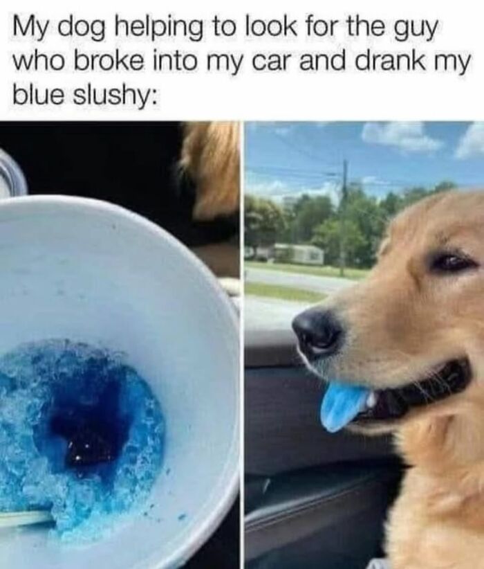 Let's Dive Into 62 Dog Memes That Prove Dogs Are The Ultimate Comedy Stars