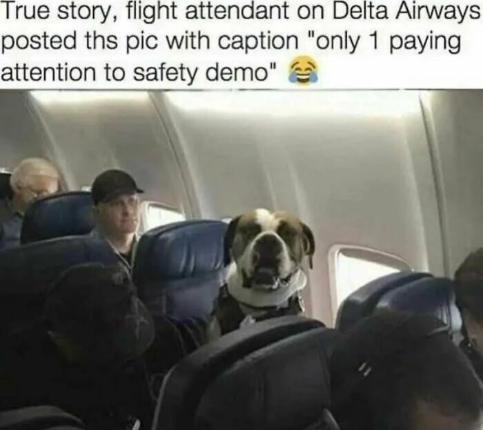 Let's Dive Into 62 Dog Memes That Prove Dogs Are The Ultimate Comedy Stars