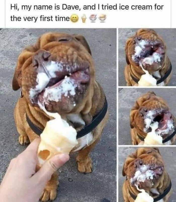 Let's Dive Into 62 Dog Memes That Prove Dogs Are The Ultimate Comedy Stars