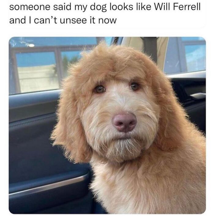 Let's Dive Into 62 Dog Memes That Prove Dogs Are The Ultimate Comedy Stars