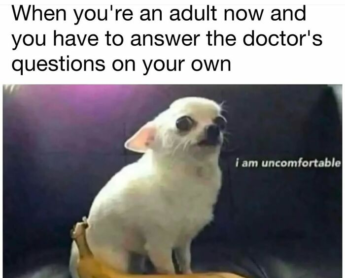 Let's Dive Into 62 Dog Memes That Prove Dogs Are The Ultimate Comedy Stars