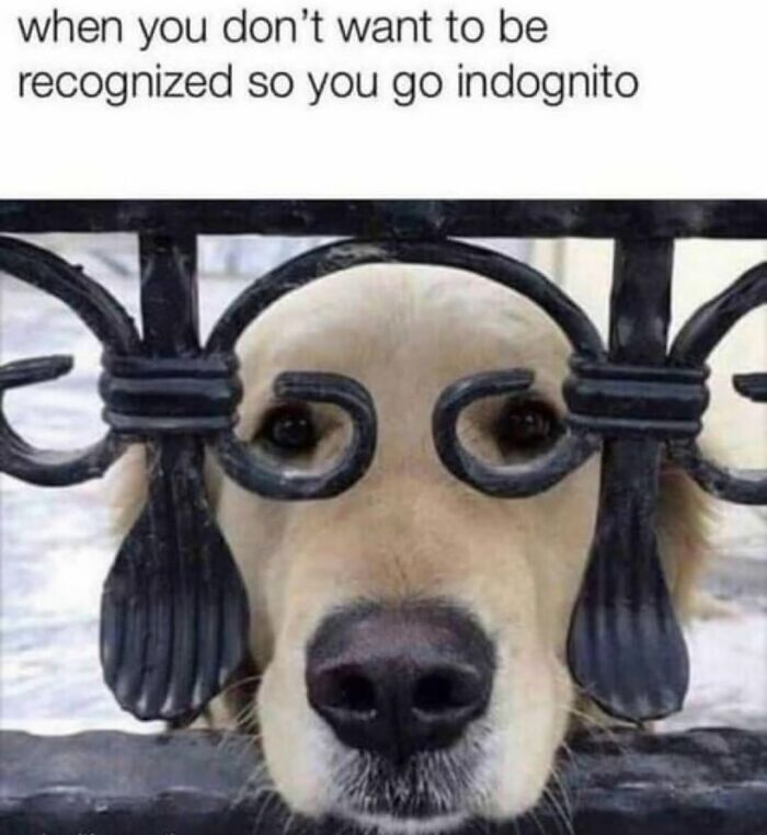 Let's Dive Into 62 Dog Memes That Prove Dogs Are The Ultimate Comedy Stars