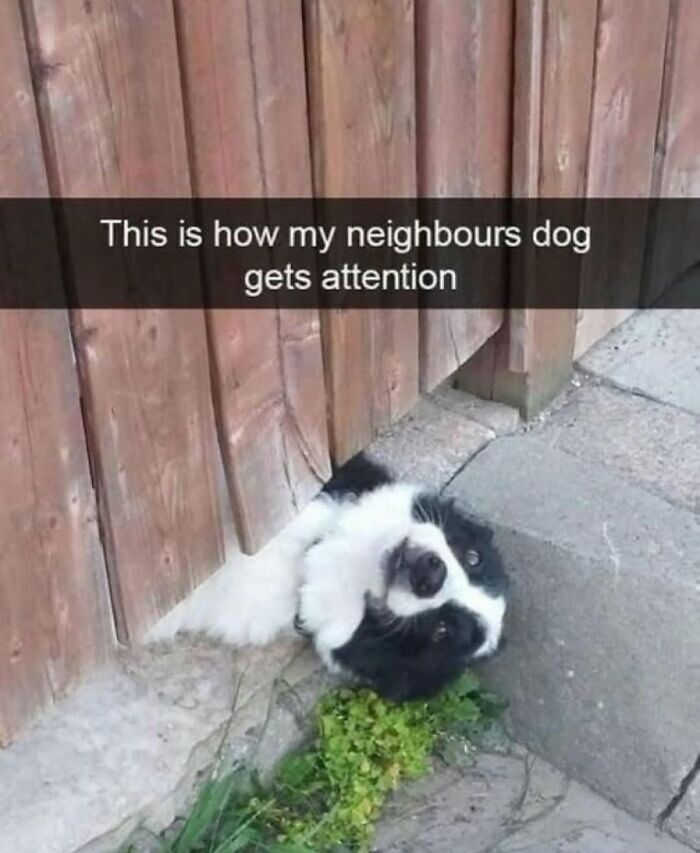 Let's Dive Into 62 Dog Memes That Prove Dogs Are The Ultimate Comedy Stars