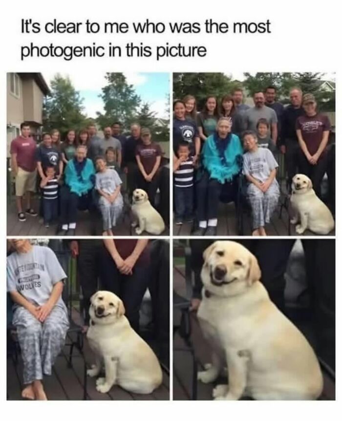 Let's Dive Into 62 Dog Memes That Prove Dogs Are The Ultimate Comedy Stars