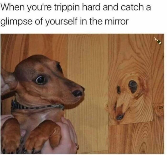 Let's Dive Into 62 Dog Memes That Prove Dogs Are The Ultimate Comedy Stars