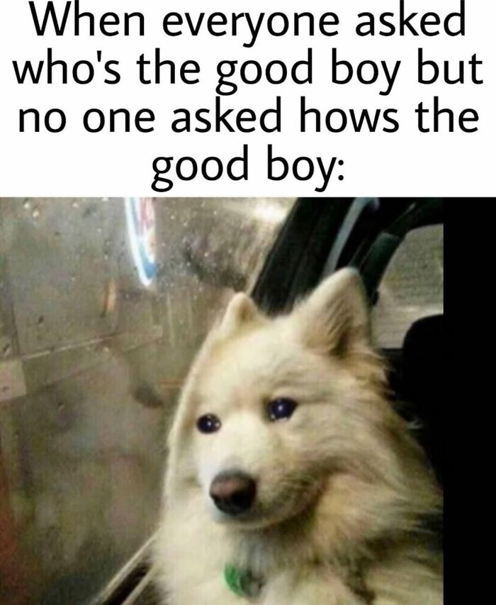 Let's Dive Into 62 Dog Memes That Prove Dogs Are The Ultimate Comedy Stars