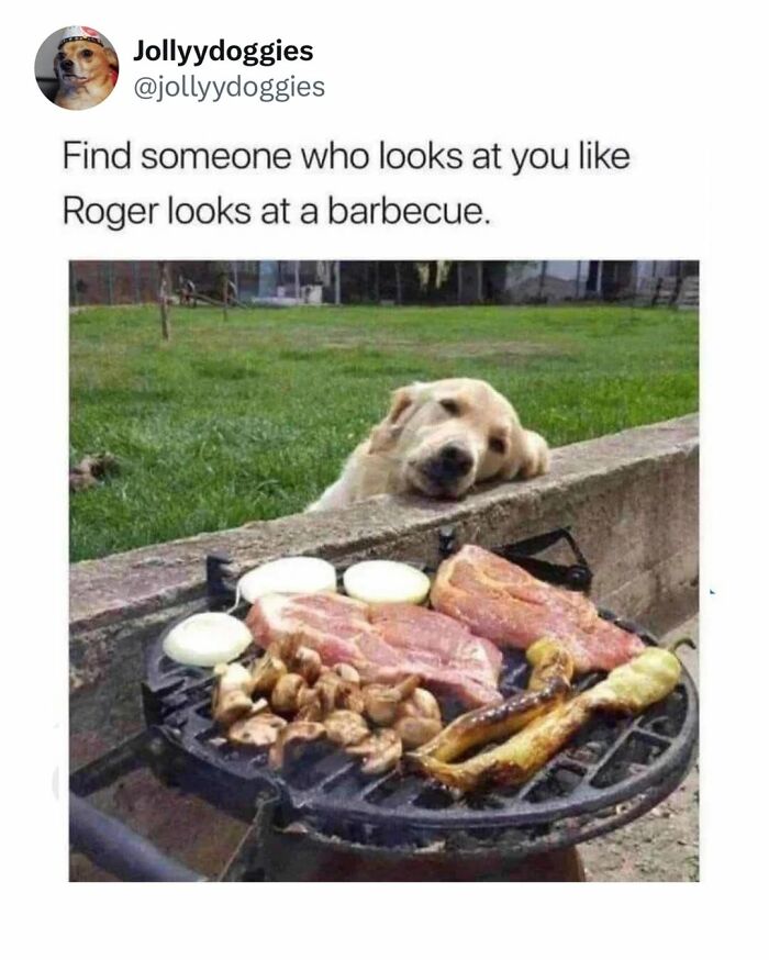 Let's Dive Into 62 Dog Memes That Prove Dogs Are The Ultimate Comedy Stars