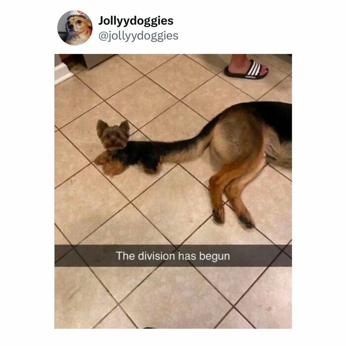 Let's Dive Into 62 Dog Memes That Prove Dogs Are The Ultimate Comedy Stars