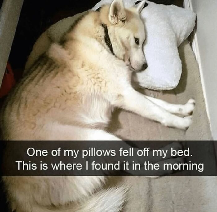 Let's Dive Into 62 Dog Memes That Prove Dogs Are The Ultimate Comedy Stars