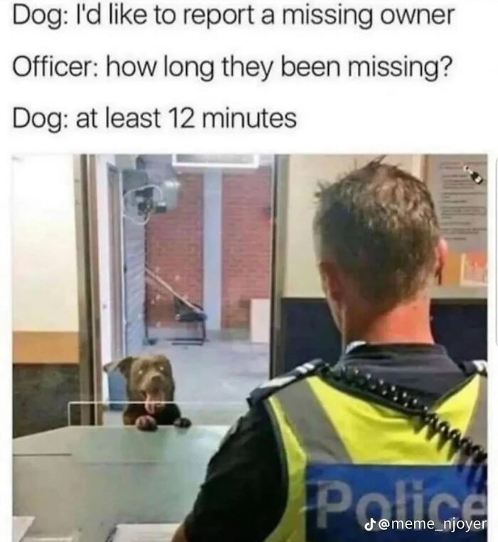 Let's Dive Into 62 Dog Memes That Prove Dogs Are The Ultimate Comedy Stars