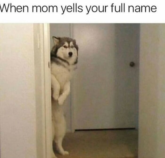 Let's Dive Into 62 Dog Memes That Prove Dogs Are The Ultimate Comedy Stars
