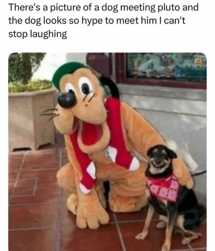 Let's Dive Into 62 Dog Memes That Prove Dogs Are The Ultimate Comedy Stars
