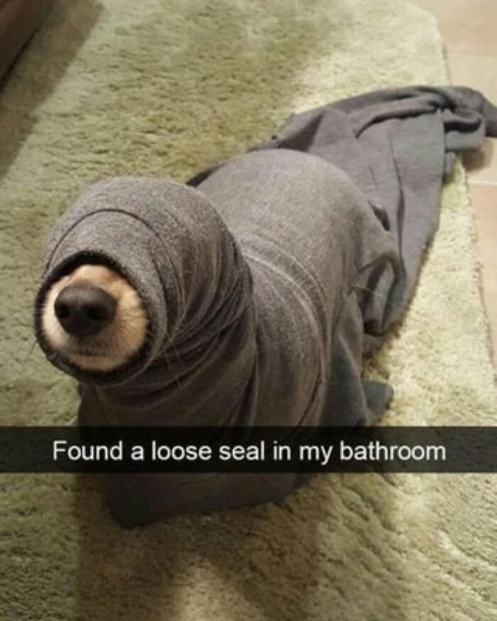 Let's Dive Into 62 Dog Memes That Prove Dogs Are The Ultimate Comedy Stars