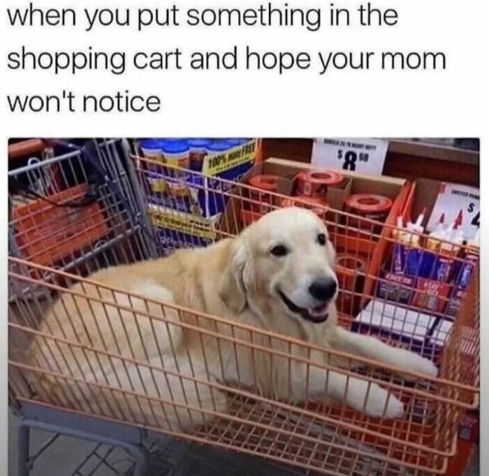 Let's Dive Into 62 Dog Memes That Prove Dogs Are The Ultimate Comedy Stars