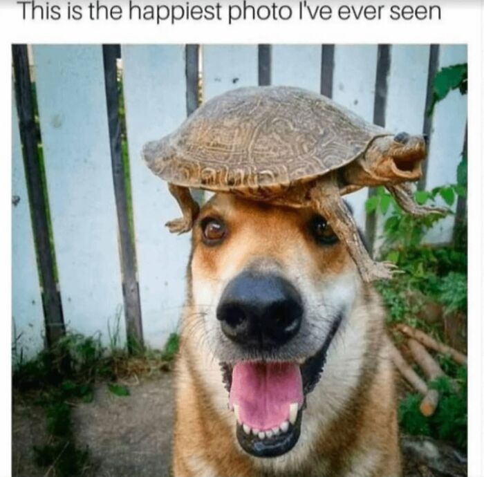 Let's Dive Into 62 Dog Memes That Prove Dogs Are The Ultimate Comedy Stars