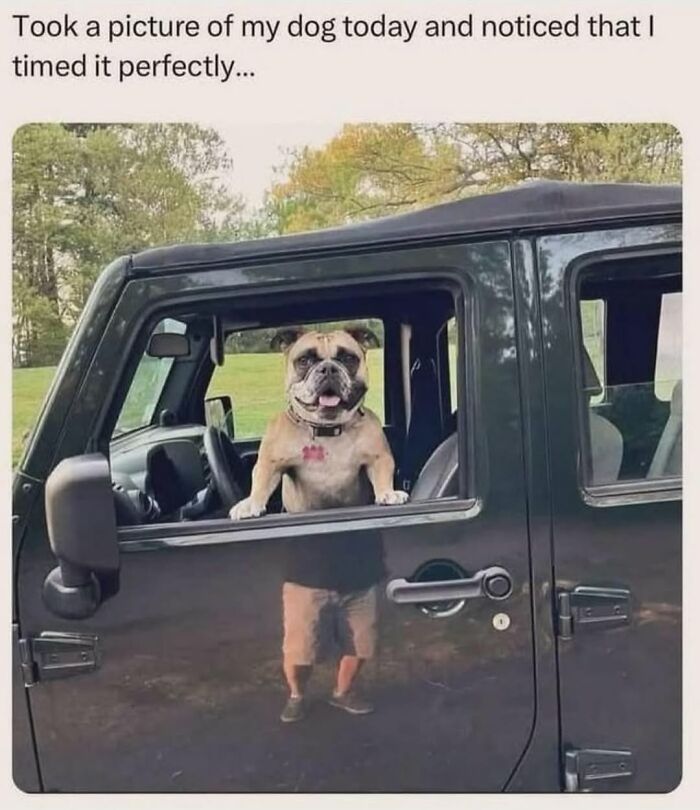 Let's Dive Into 62 Dog Memes That Prove Dogs Are The Ultimate Comedy Stars