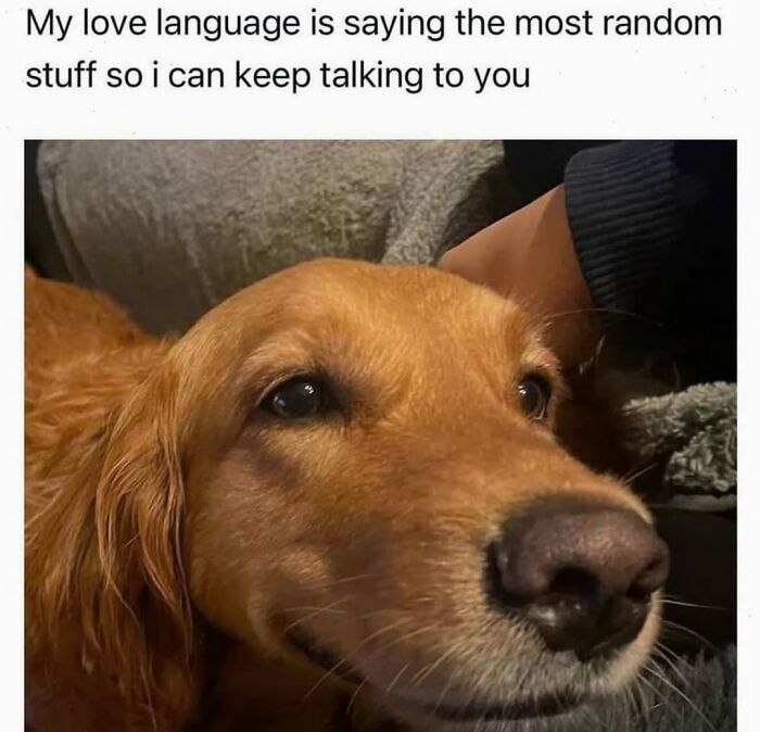 Let's Dive Into 62 Dog Memes That Prove Dogs Are The Ultimate Comedy Stars