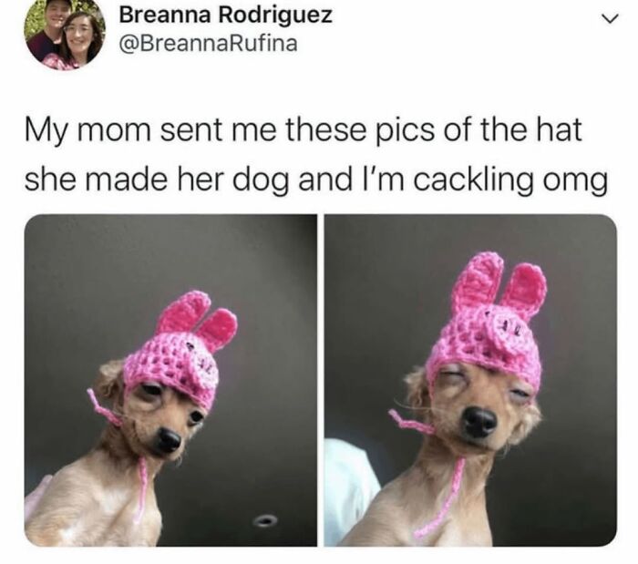Let's Dive Into 62 Dog Memes That Prove Dogs Are The Ultimate Comedy Stars