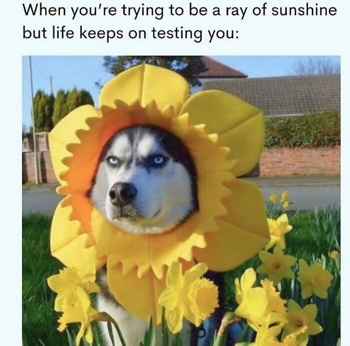 Let's Dive Into 62 Dog Memes That Prove Dogs Are The Ultimate Comedy Stars