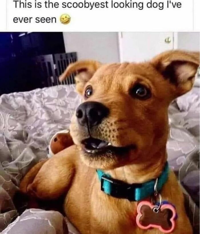 Let's Dive Into 62 Dog Memes That Prove Dogs Are The Ultimate Comedy Stars