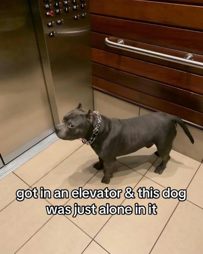 Let's Dive Into 62 Dog Memes That Prove Dogs Are The Ultimate Comedy Stars