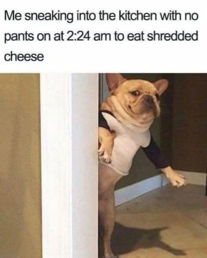 Let's Dive Into 62 Dog Memes That Prove Dogs Are The Ultimate Comedy Stars