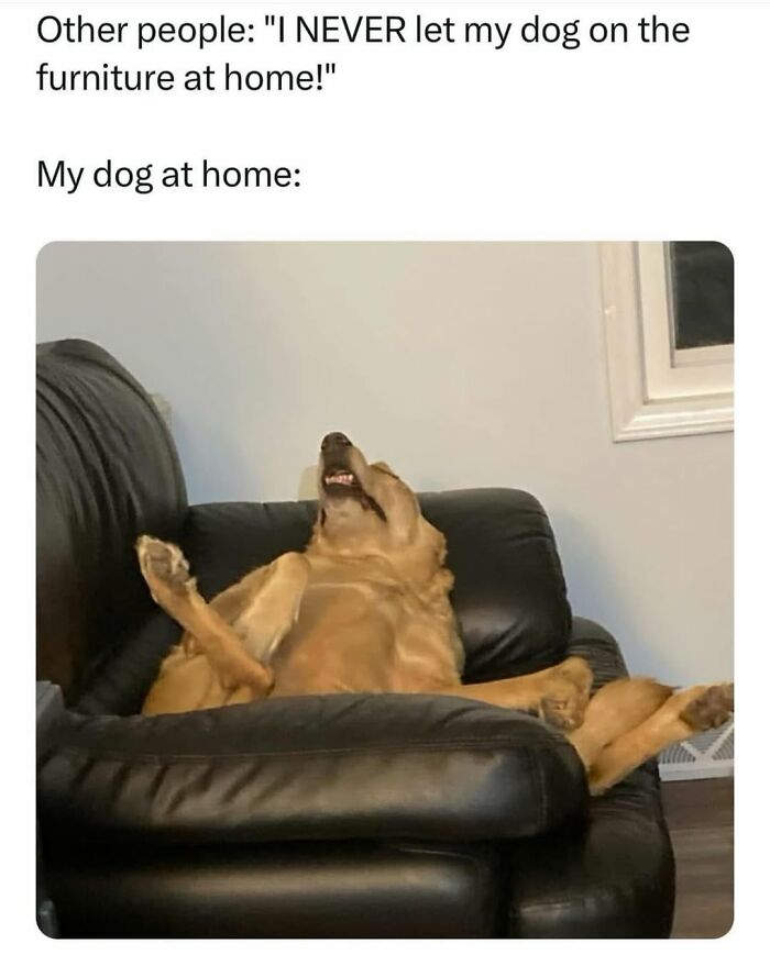 Let's Dive Into 62 Dog Memes That Prove Dogs Are The Ultimate Comedy Stars