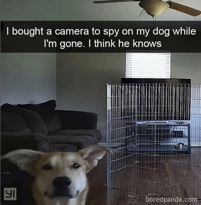 Let's Dive Into 62 Dog Memes That Prove Dogs Are The Ultimate Comedy Stars