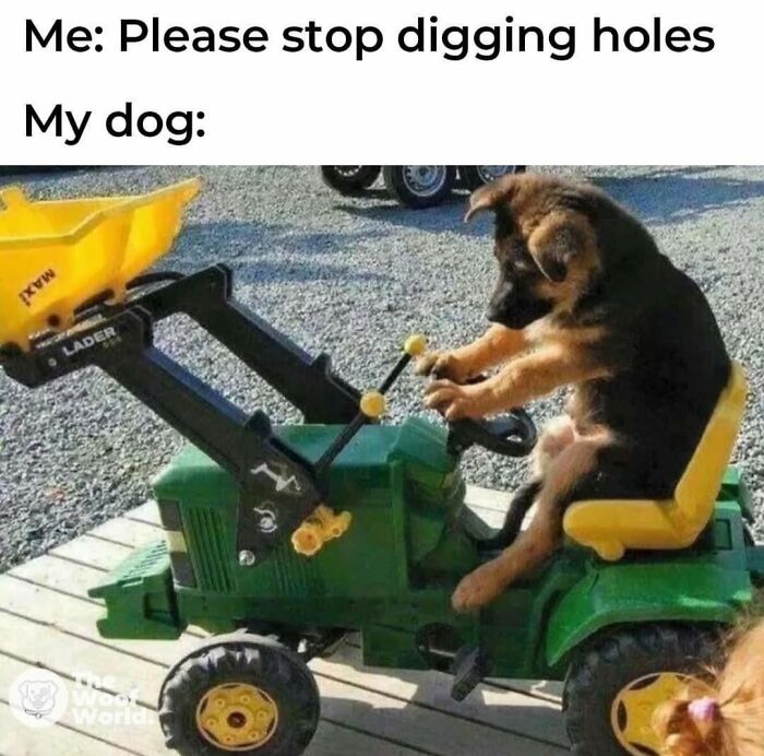 Let's Dive Into 62 Dog Memes That Prove Dogs Are The Ultimate Comedy Stars