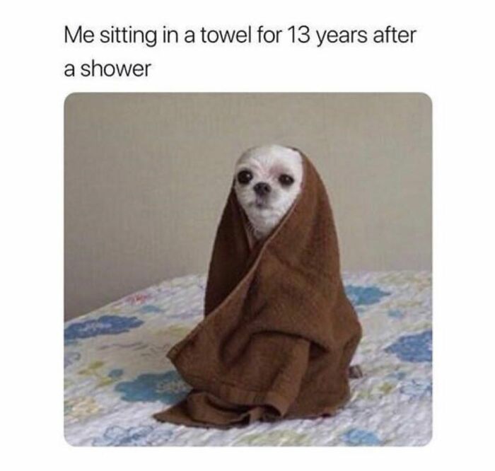 Let's Dive Into 62 Dog Memes That Prove Dogs Are The Ultimate Comedy Stars